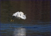 322br-snowey-egret-leaving-water-with-fish