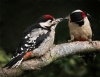 419cg-mother-feeding-young-woodpecker
