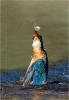 443cg-kingfisher-action