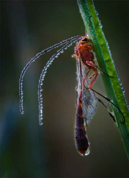 australia_tuck-leong-aaps_wasp_digital-nature_highly-commended