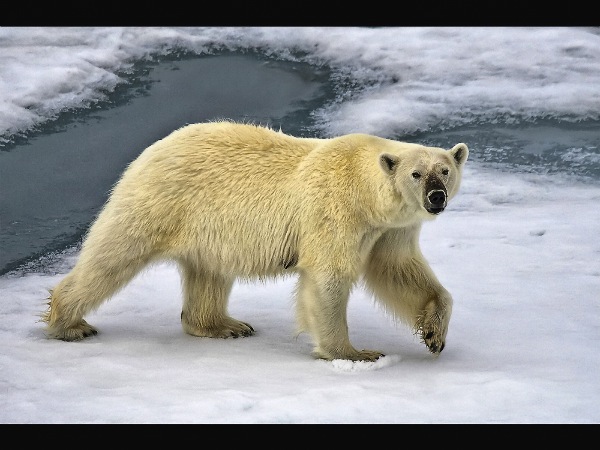 england_bernadette-kitchingman-afiap-dpagb-bpe2_polar-bear-spitsbergen_digital-nature_highly-commended