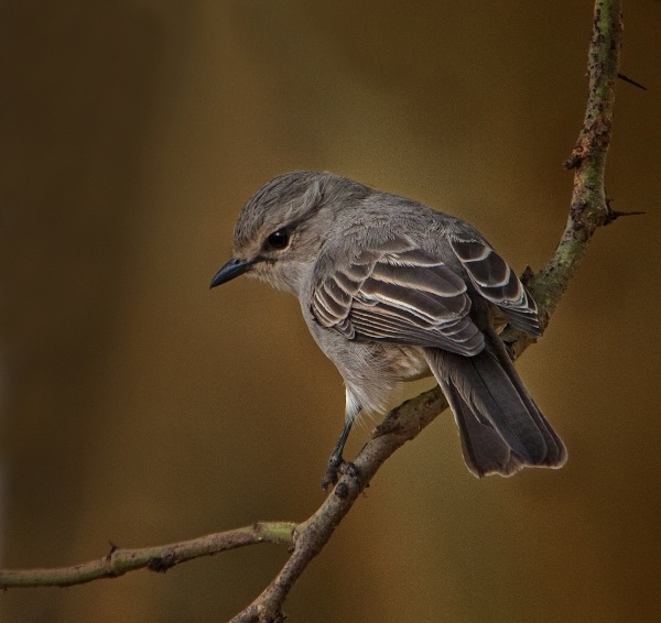 england_fred-price-dpagb-bpe3-efiap_african-grey-flycatcher_digital-nature_highly-commended