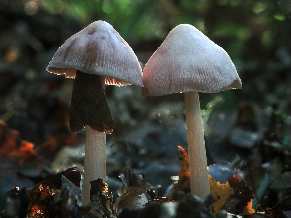 england_jane-rees-lrps_lilac-mycena_digital-nature_commended