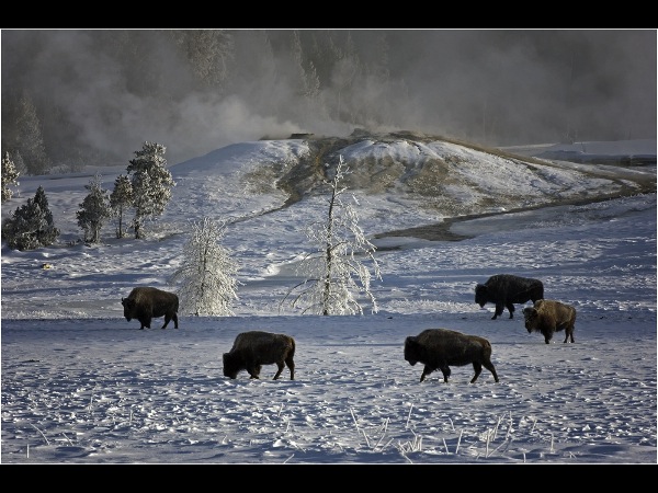 england_john-chamberlin-frps-mfiap_winter-in-yellowstone_digital-phototravel_commended