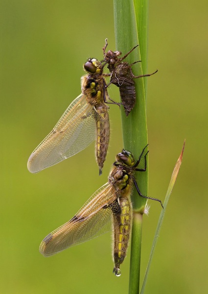 england_kevin-elsby-frps-afiap-dpagb_four-spotted-chaser-dragonflies-emerging_digital-nature_highly-commended