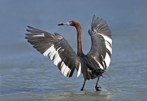 england_mary-cantrille-frps-mpagb-efiap_reddish-egret-fishing_digital-nature_highly-commended