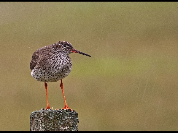 england_neil-malton-dpagb_redshank-in-rain_digital-nature_highly-commended