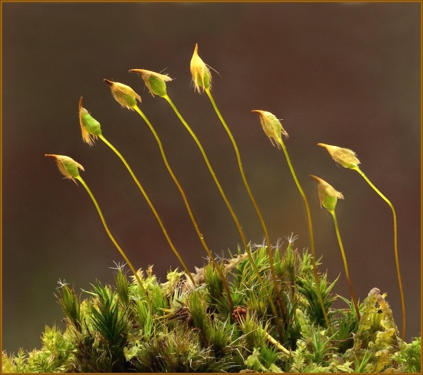 england_paul-forster_polytrichum-commune_digital-nature_highly-commended