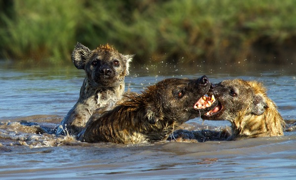 england_veronica-rice-dpagb_spotted-hyaena-fighting_digital-nature_highly-commended