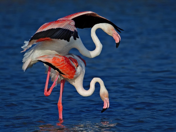 france_roger-jourdain-psacs5-psand5_mating-pink-flamingos_digital-nature_highly-commended