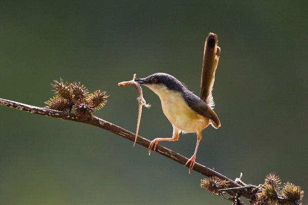 india_sp-nagendra-arps-afiap_ashy-prinia-with-feed_digital-nature_highly-commended