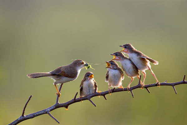 india_sp-nagendra-arps-afiap_yellow-eyed-babbler_digital-nature_highly-commended