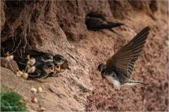 Cheryl-Hewitt_Tenby-District-Camera-Club_Incoming-for-the-Sand-Martins