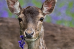 Elisa-Best_Monmouth-Photographic-Club_Deer-with-Bluebell