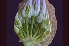 Michael-Davies-ARPS-AWPF-DPAGB_Vale-Photographic-Club_Chives-Bud-in-Section
