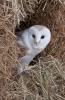2-barn owl-Tommy Evans.jpg