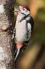 3-Greater spotted Woodpecker-Tommy Evans.jpg