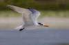 Royal Tern Soaring.jpg