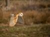 A3_Janette Hill_Barn Owl_GB