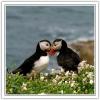 _10 canoodling puffins1.jpg