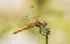 008-red-vained-darter-male