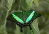 11-emerald-swallowtail
