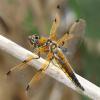 01-four-spotted-chaser-female