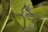 04-dragonfly-adult-emerging-from-nymphal-cast
