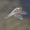 08-four-spotted-chaser-2