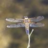 09-four-spotted-chaser-3