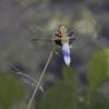 10-broad-bodied-chaser-male