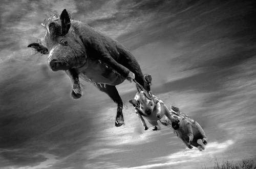 105-Pigs-Might-Fly.jpg