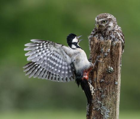 115 Little Owl vs Woodpecker.jpg