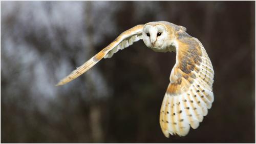 310 Barn Owl in flight.jpg