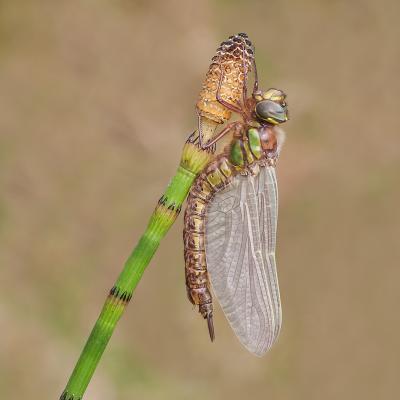 316 Hairy Dragonfly on Horsetail.jpg