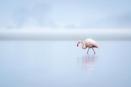 407 Pretty-Flamingo.jpg