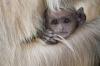 215 Baby Langur monkey.jpg