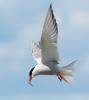 109 CF_Arctic Tern 9.jpeg