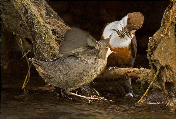 100am-hungry-dipper-fledgling