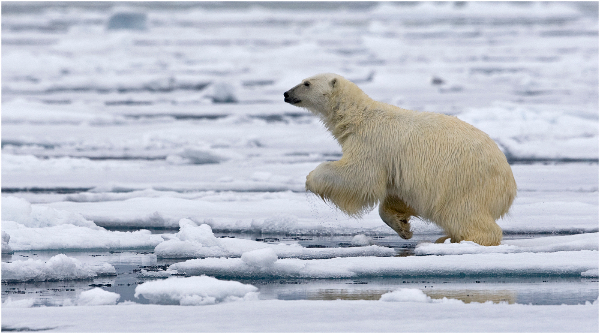 102am-polar-bear-about-to-leap