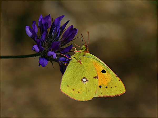 156aw-clouded-yellow-on-blue