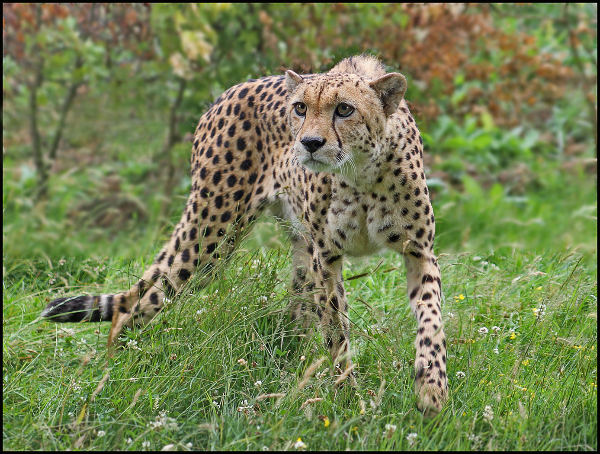 188bc-cheetah-on-the-prowl
