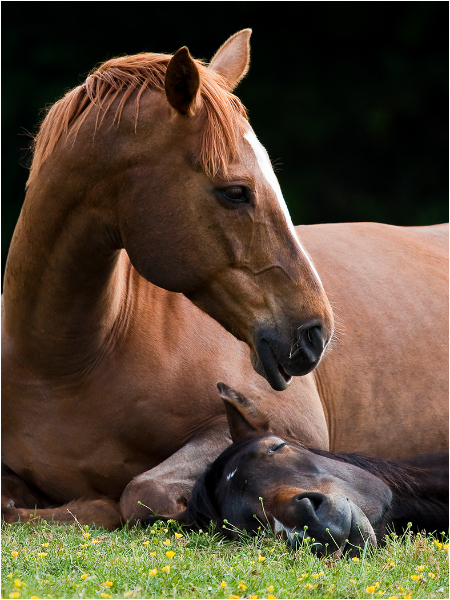 Two Horses - Companionship