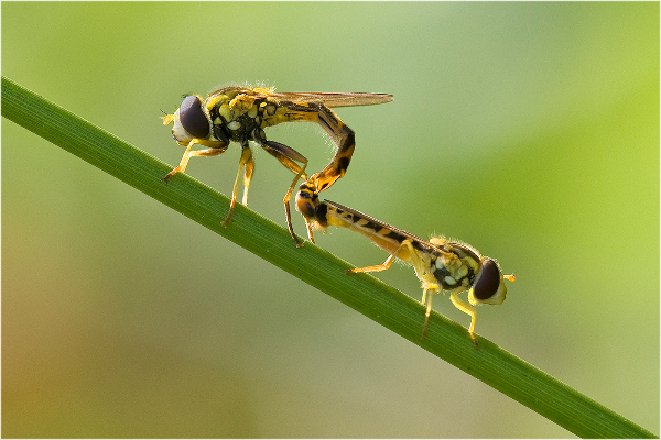 245be-mating-hoverflies