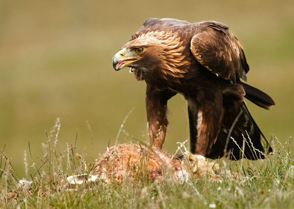310br-eagle-defending-prey