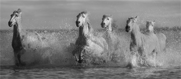 312br-sea-horses