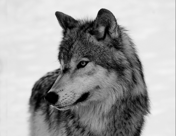 326br-wolf-portrait