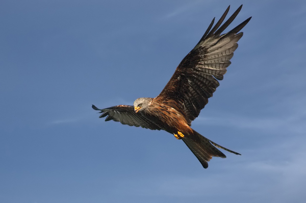 356bv-red-kite-hunting