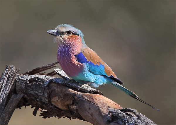 380ca-lilac-breasted-roller