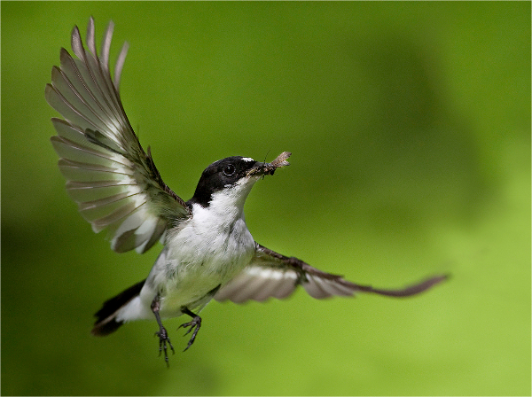 441cg-pied-flycatcher-with-sedge-fly